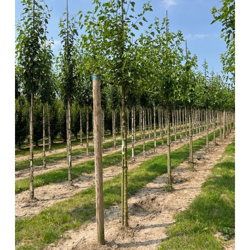 Vitt mullbär - Morus alba - Stammens omkrets 14-16 cm, höjd 3,5-4 meter, HS,